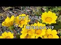 ガザニアの花を飛びまわるミツバチ