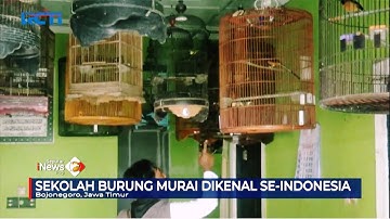UNIK! Sekolah Burung di Bojonegoro, Cetak Murai Unggulan dan Berprestasi #SeputariNewsPagi 07/01