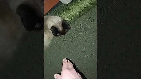 video 14a7311c759f2dce21d7d696e9965c5f V