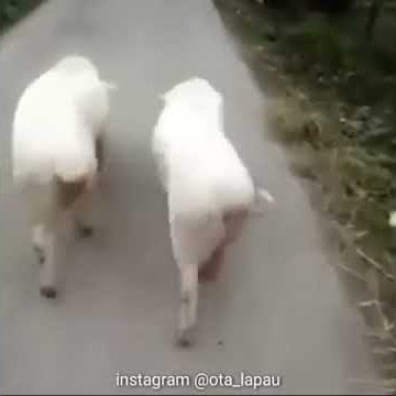 Ngakak, Babi nya goyang ...lucu