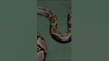 огромная змея 🐍 #огромныйпитонсетка