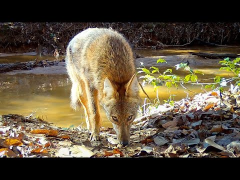 Face to Face with a PREDATOR! Trail Camera Videos January 2023