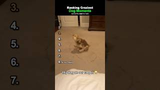 Ranking Funniest Dog Moments