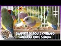 DIAMANTE DE GOULD CANTANDO🦜