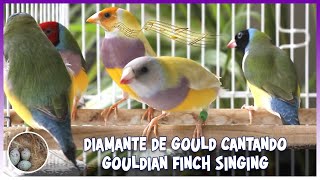 GOULDIAN FINCH SINGING