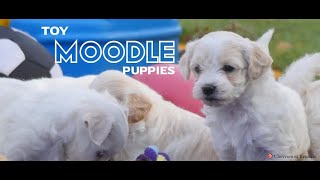 Toy Moodle puppies exploring