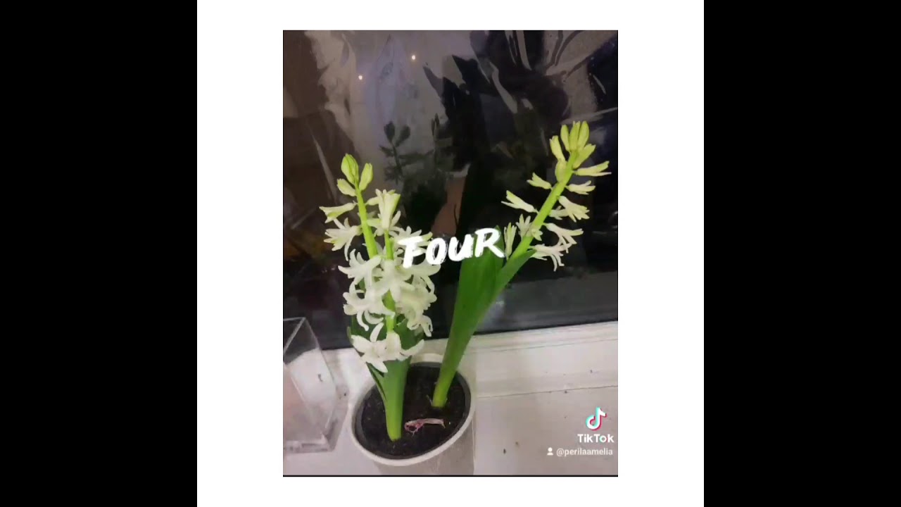 my cute little Hyacinth plant blooming 🌱🌷🌼 