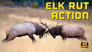 Massive Bull Elk Get Into INTENSE FIGHT During the Elk Rut - 4K