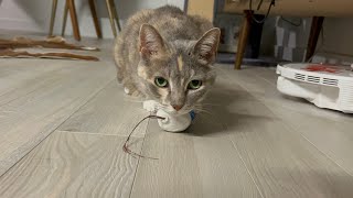 Cat loves her toys! by Niuniu's Life 581 views 1 year ago 5 minutes, 12 seconds