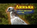 Бакинские голуби  июль 23 года