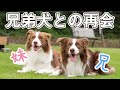 実の兄弟との再会したボーダーコリー！犬達の反応は...！？