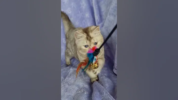 Watch the video about Orest — Charming British Shorthair Cat Ready to Win Your Heart