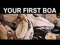 Your First Pet Boa Constrictor: A Complete Care Guide for Beginning Boa Keepers