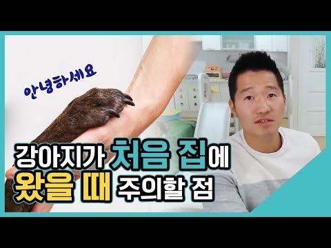 강아지가 처음 집에 왔을 때 주의할 점｜수밤라이브