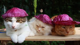 紫キャベツ帽子 のせ猫 240915 - YouTube