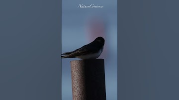 Beautiful  tree swallows #nature #shorts