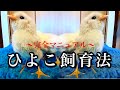 【完全版】今から飼えるひよこ飼育法!必要なもの、予算もご紹介!