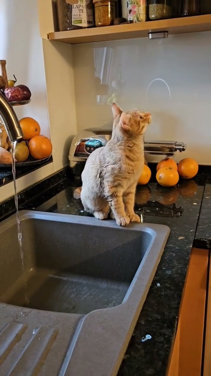 Funny kitten top vidéo