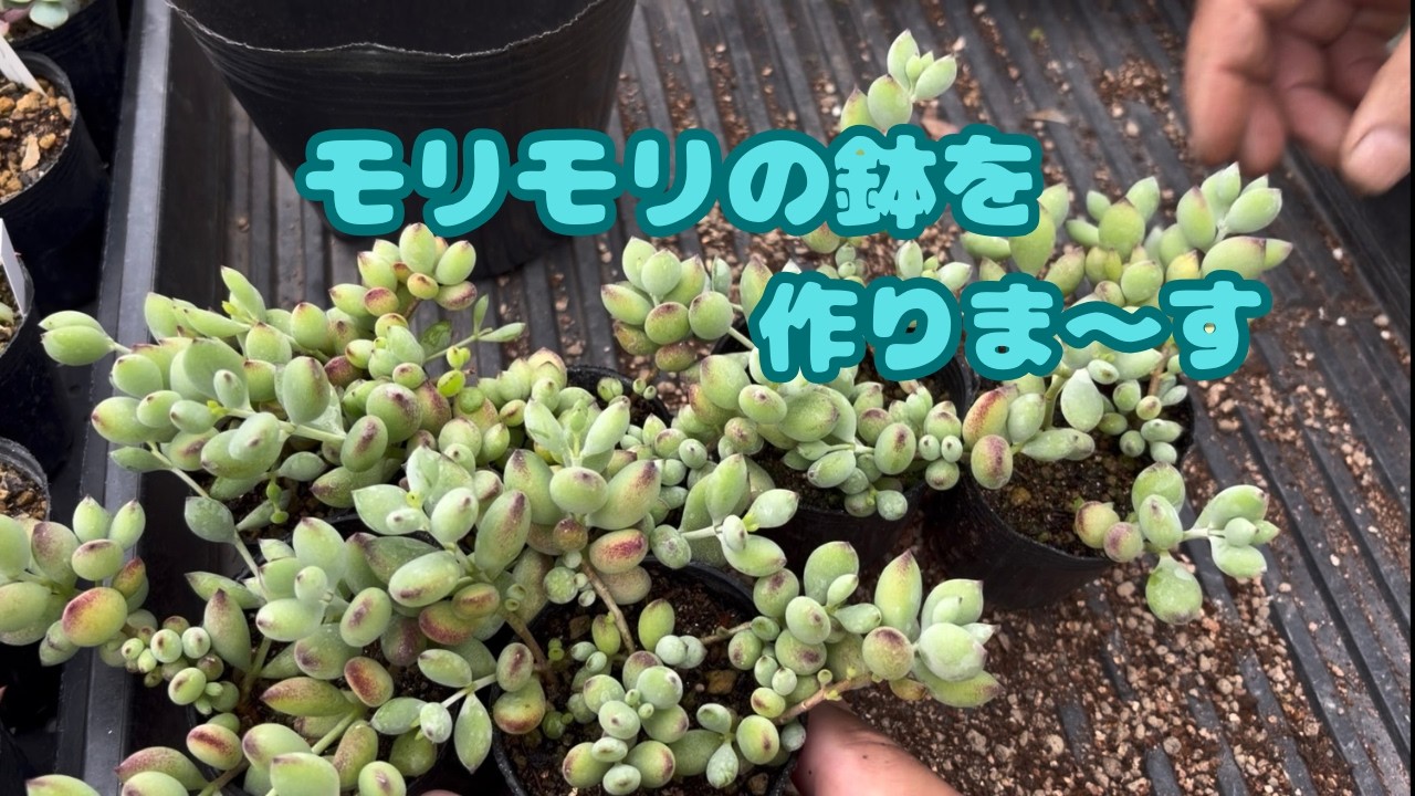 ペンデンス♡多肉植物☆鉢ごと♡モリモリ☆ 多肉植物）ペンデンスでモリモリの可愛い鉢を作ろう😀 - YouTube