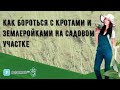 Как бороться с кротами и землеройками на садовом участке