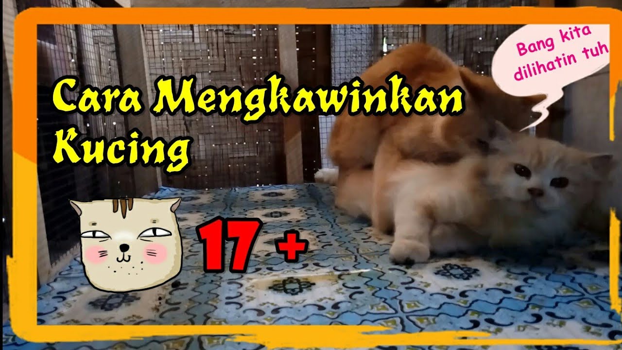 Cara Mengawinkan Kucing Youtube