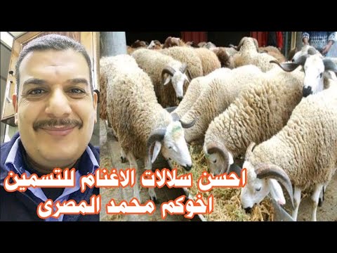 دراسه جدوى لمشروع الاغنام افضل سلالات الاغنام فى التسمين والتربيه اخوكم محمد المصرى