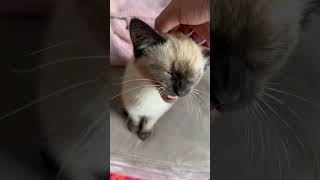 Vocal Siamese Kitten