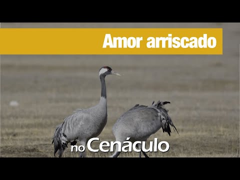 Amor arriscado | 05/02/2021