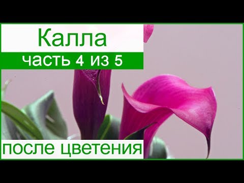 &#55358;&#56640; Уход за каллой после цветения: выкапывание и хранения луковиц каллы