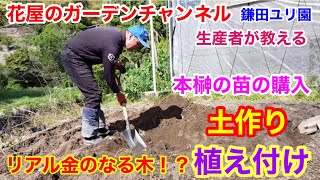 リアル金のなる木！？本榊の苗を購入〜土作り〜植え付けまで撮ってみましま〜！