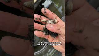 Bowser is hiding BABIES!