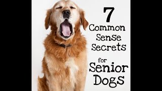 7 Common Sense Secrets For Senior Dogs - The Buzby Dog Podcast