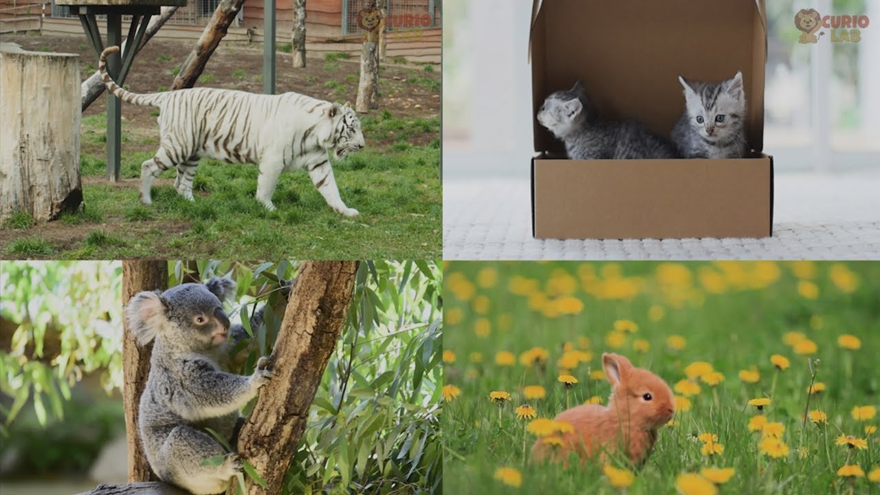 【知育×英語】賢くなる魔法の動物動画（猫・犬・コアラなど）癒やしリラックス効果あり！