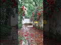 Channa Ve - Akhill Sachdeva || Aesthetic Lyrical Video|| #lovesong#rose