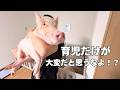 「育児が1番大変」と思ってる嫁に“育豚”させてみた