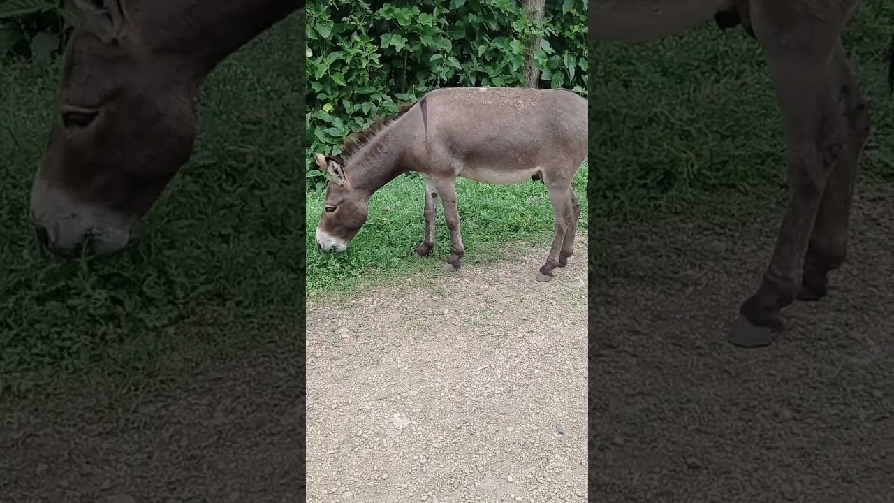 very big beautiful boy donkey 