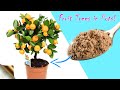 TRICKS TO GROW FRUIT TREES IN CONTAINER GARDENING