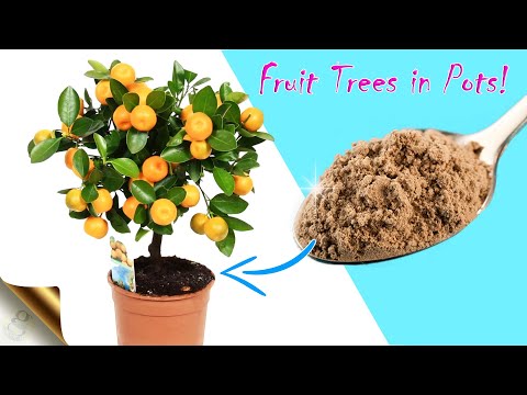 Video: Grow A Tree Container Garden: piantare fiori in container sotto un albero