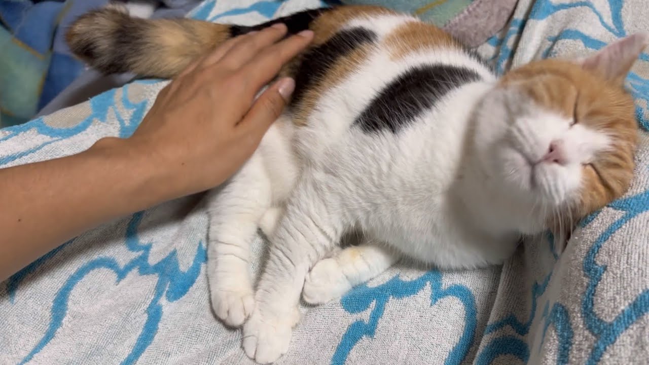三毛猫】寝る前はたっぷり甘えておきたいミケ（2025年7月13日