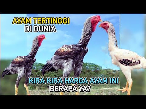 Ayam Apa Yang Paling Besar Di Dunia