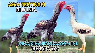 The price is expensive - Indio Gigante chicken breed - a large, tall, giant chicken breed