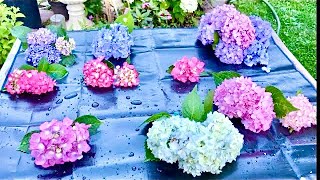 Comparing Hydrangeas: reblooming Big leaf/ Macrophylla (Endless Summer, Forever and Ever, etc)