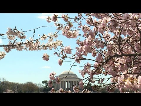 Vidéo: Fleurs De Cerisiers En Fleurs à Washington, DC