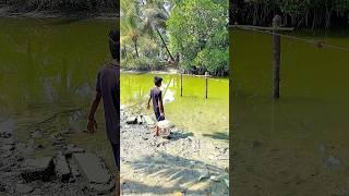 കൊഞ്ചിനെ നമുക്ക് പിടിച്ചാലോ🦐😱#arapaima #monstar #fish