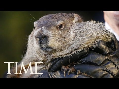 Watch Punxsutawney Phil Come Out For Groundhog Day 2018: Find Out When Spring Is Coming | TIME