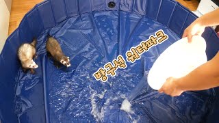 How hedgehogs and ferrets play with water under C*V*D-19 pandemic! : Mini waterpark
