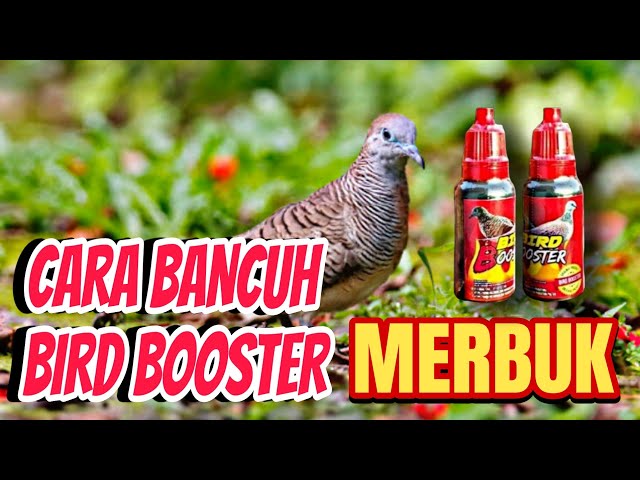 CARA BANCUH BIRD BOOSTER UNTUK  MERBUK  #merbukkampung #merbukpesom #merbuktanding class=