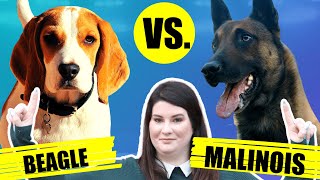 BEAGLE VS BELGIAN MALINOIS by Fenrir Beagle Show 690 views 2 years ago 6 minutes, 53 seconds