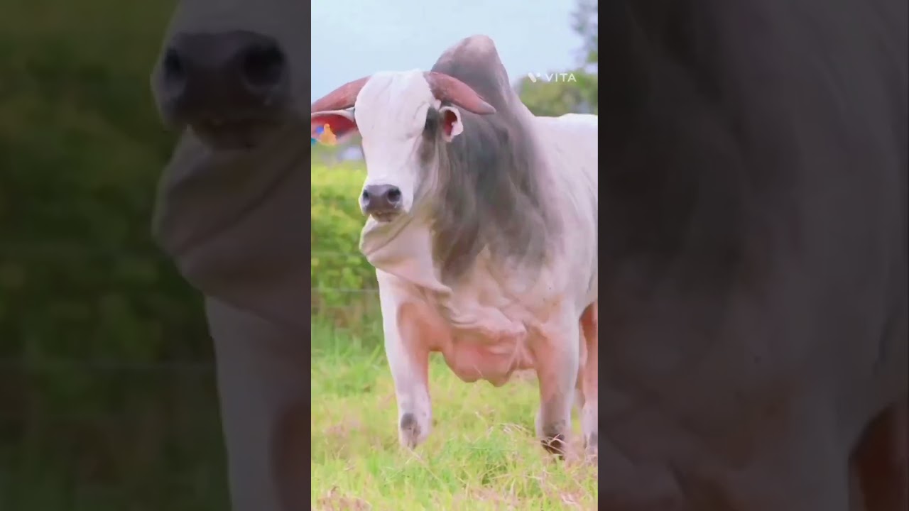 white ox fitness 🐂