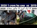 K- 2 ,1 crore ka cow 2020 in surmawala cattle farm .2019 cattle vs 2020.khalil baig.